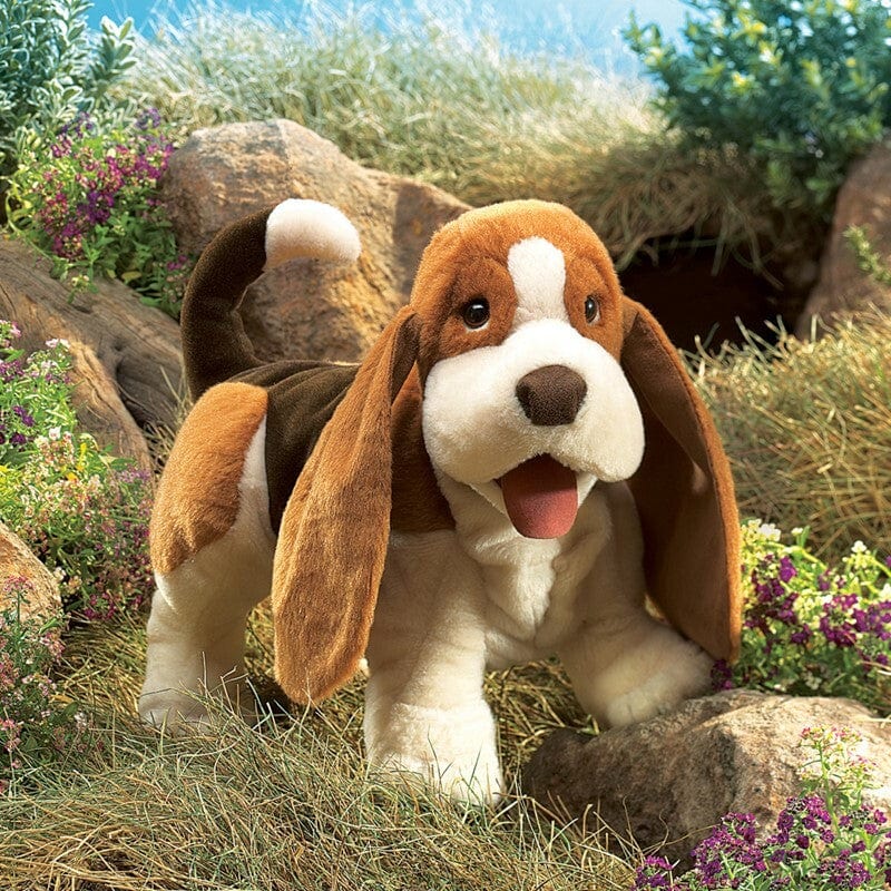 Basset Hound - Image 3