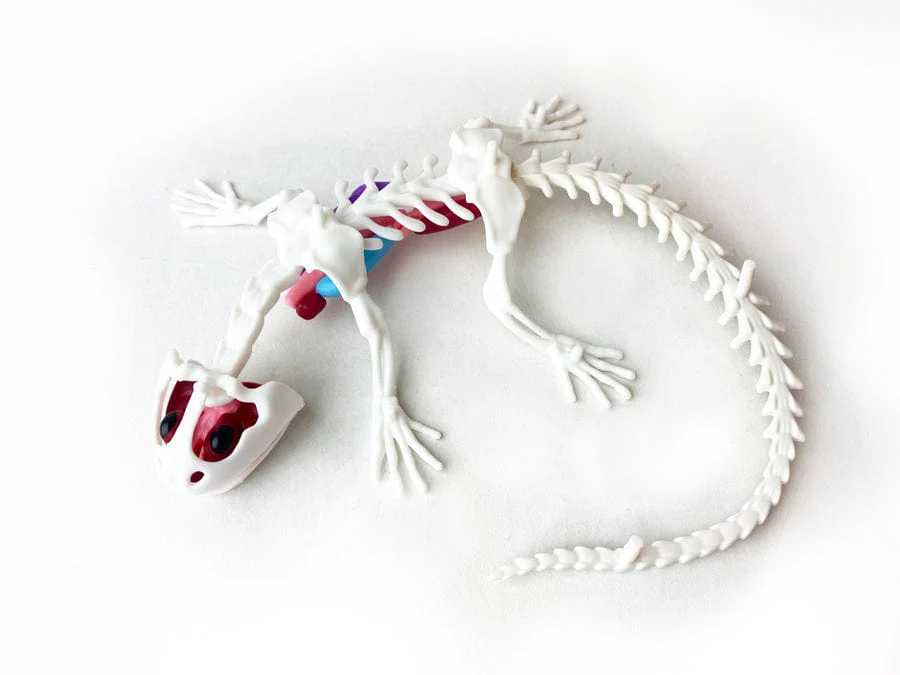 Dissect-It Salamander Lab - Image 4
