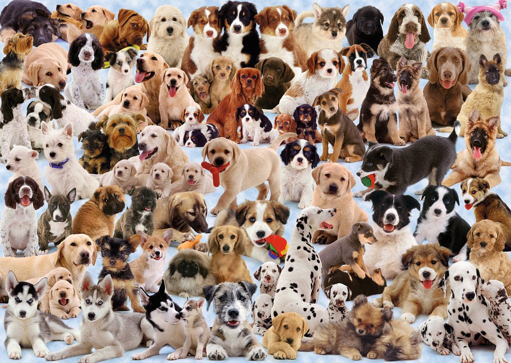 Dogs Galore! - Image 16