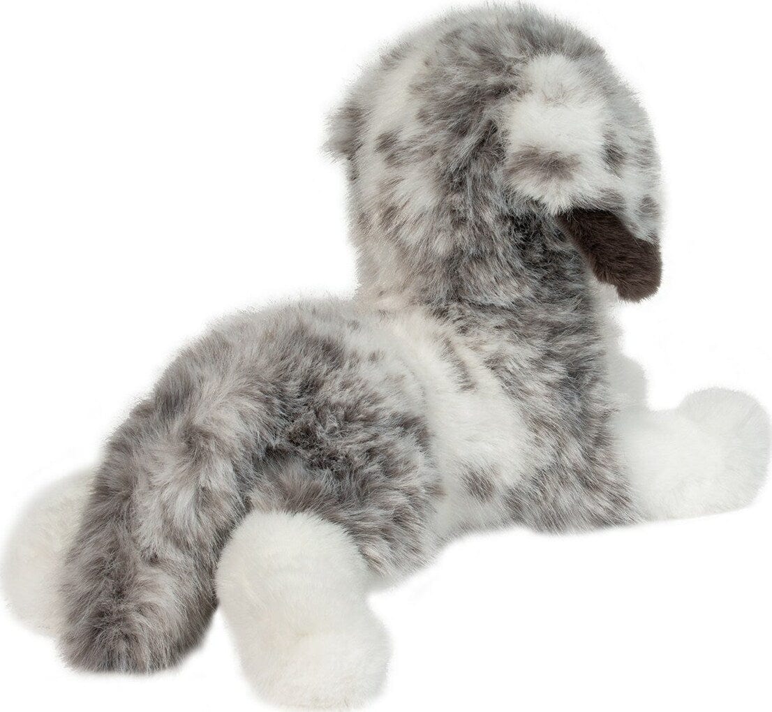 Skylar Australian Shepherd - Image 5