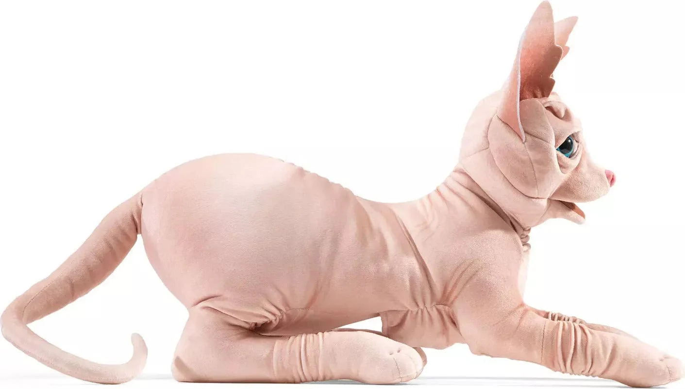 Sphynx Cat - Image 3