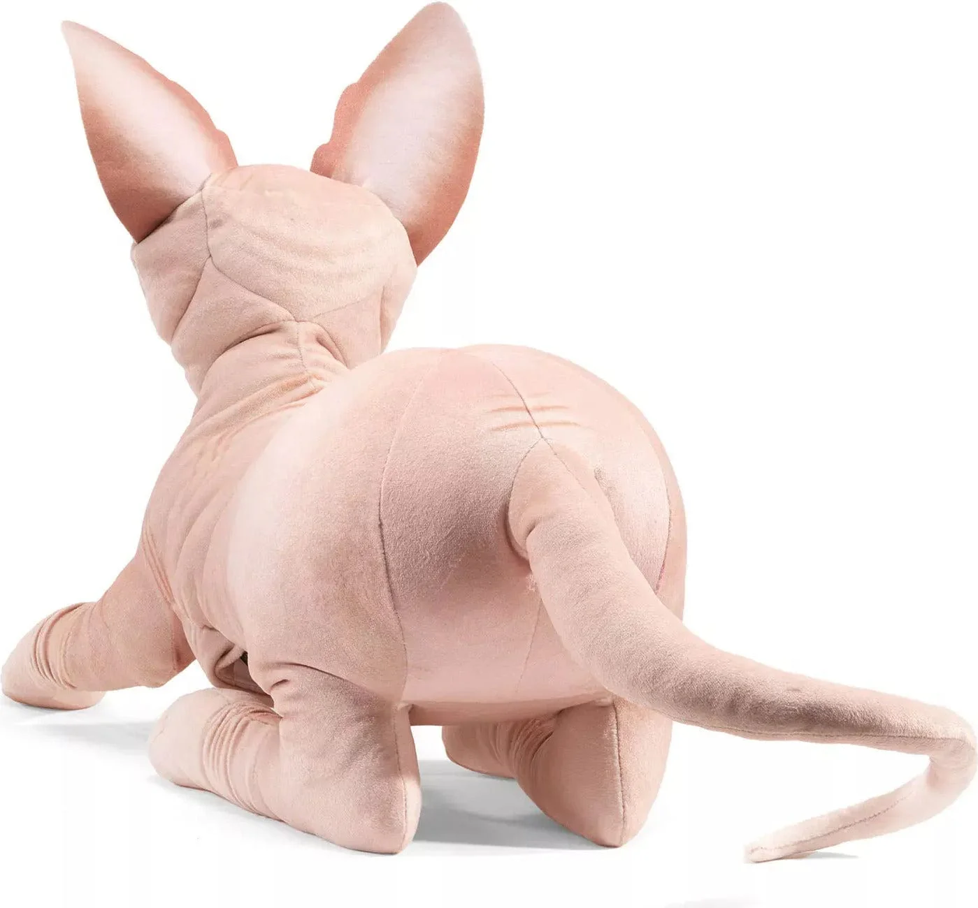 Sphynx Cat - Image 4
