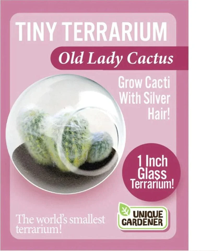 Tiny Terrarium Cacti - Old Lady Cactus