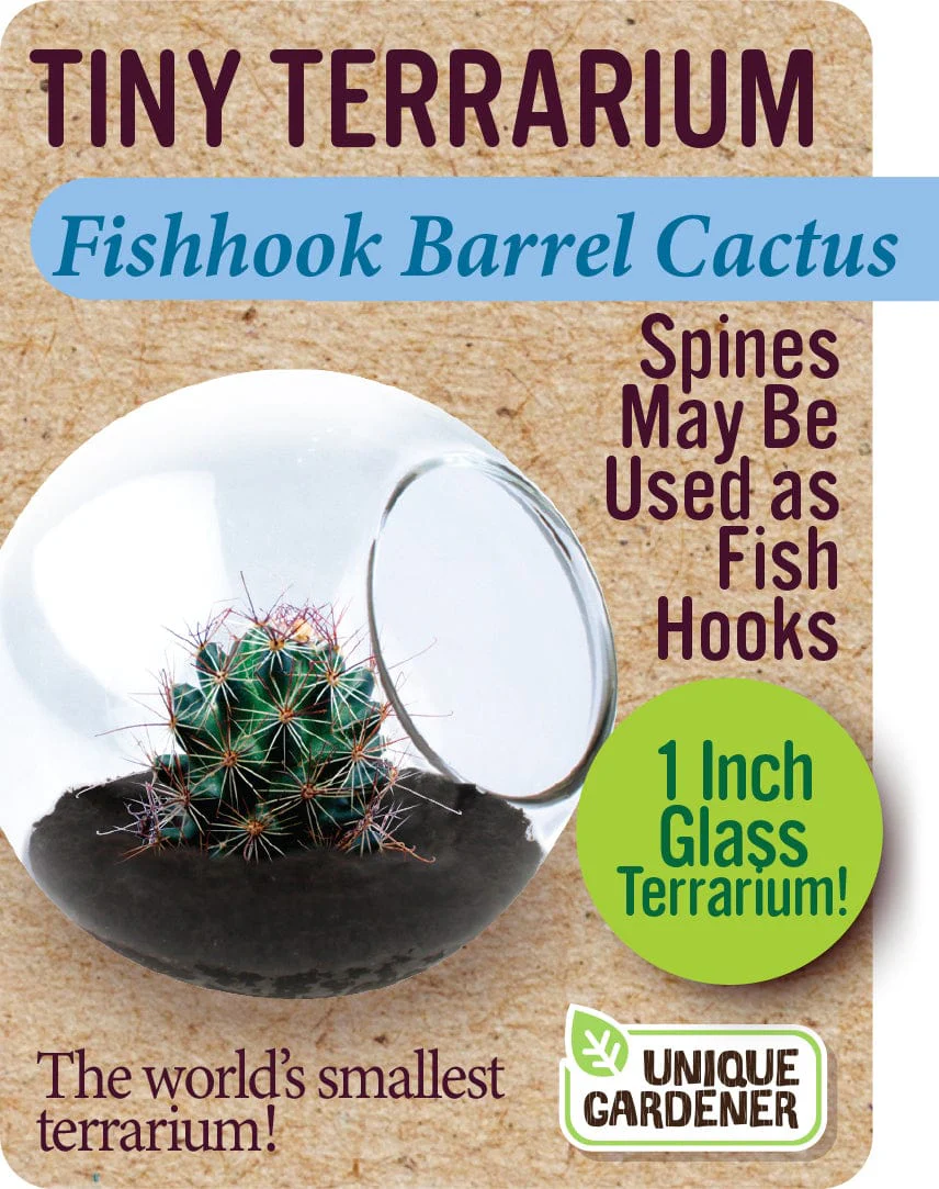 Fishhook Barrel Cactus - Image 2