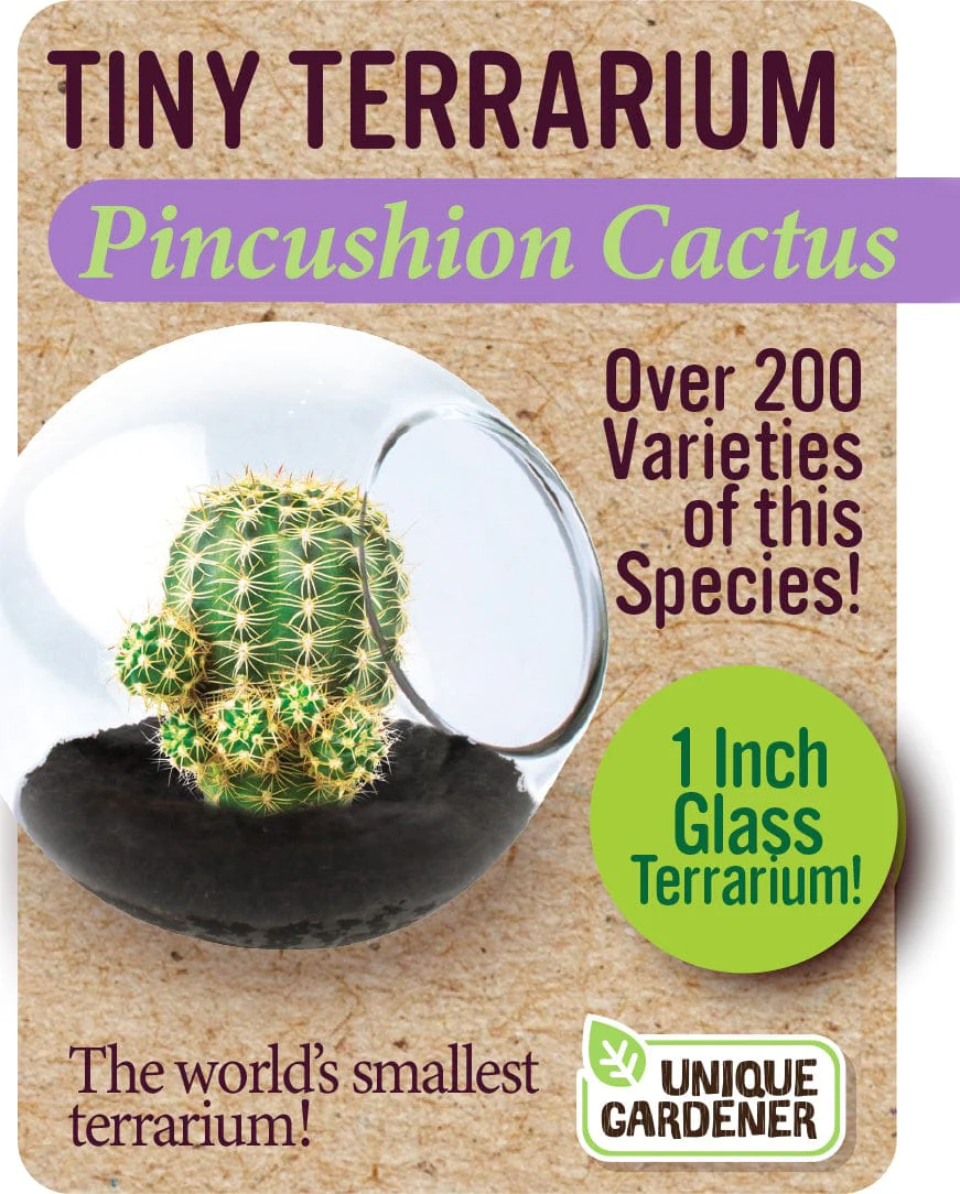 Pincushion Cactus - Image 2