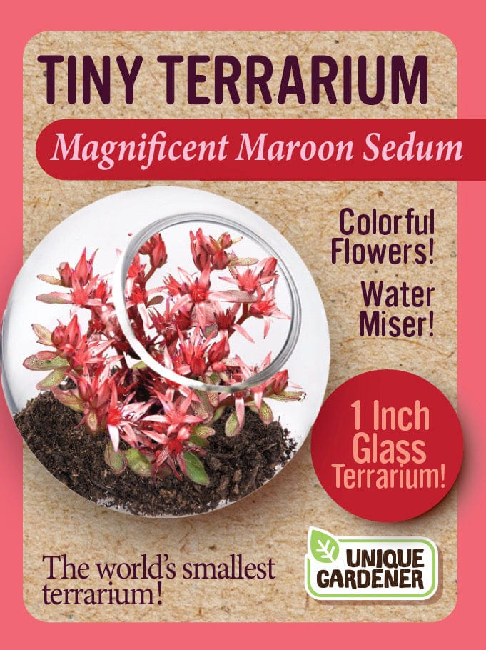 Tiny Terrarium Sedum - Magificent Maroon Sedum - Image 2