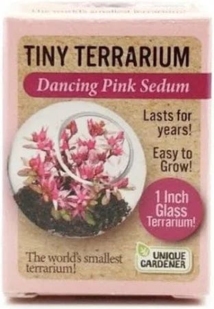 Tiny Terrarium Sedum - Dancing Pink Sedum
