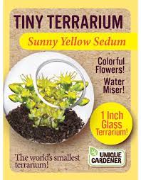 Tiny Terrarium Sedum - Sunny Yellow Sedum