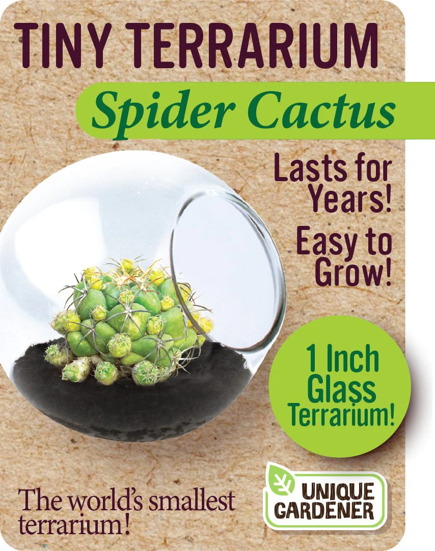 Spider Cactus - Image 2